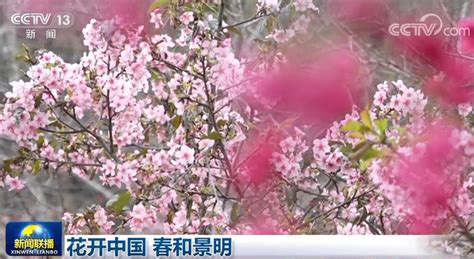 花开中国春和景明