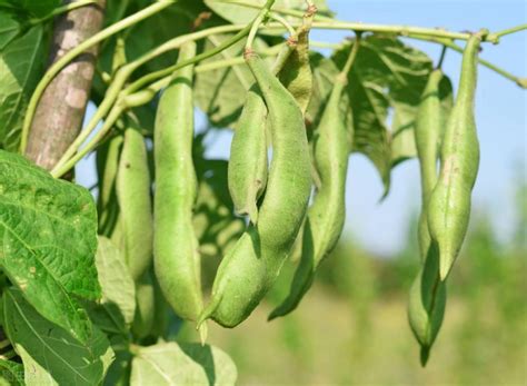 芸豆种植技术和方法