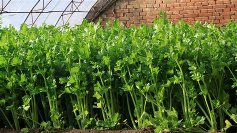 芹菜最快的种植方法