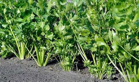 芹菜栽培施用什么肥料