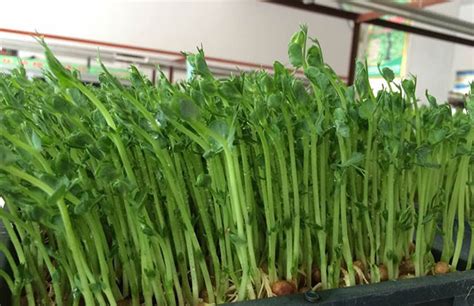 芽苗菜种植方法和技术