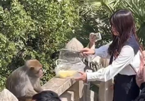 苏州一女子给猴子喂食被猴子掌掴