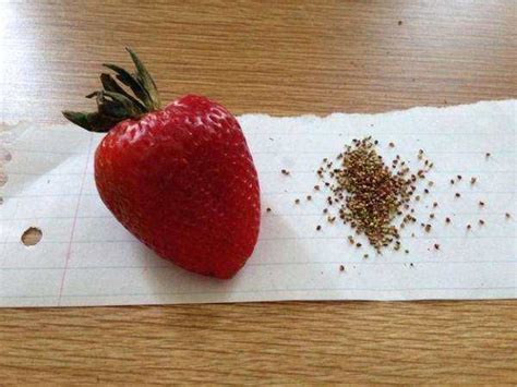 草莓不要种子也可以种吗