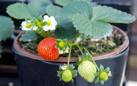 草莓可以种很多次吗