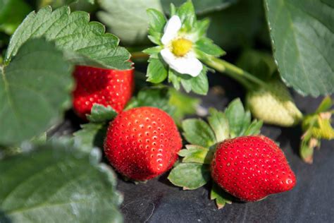草莓如何种得超甜