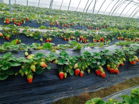 草莓如何种植增收