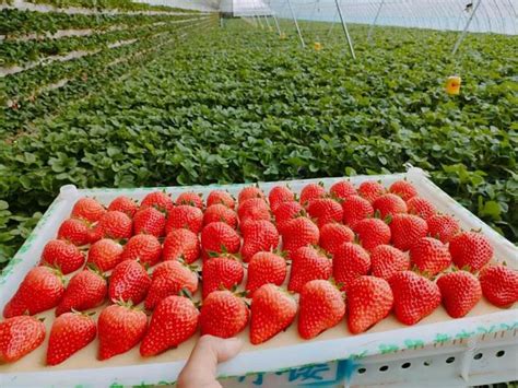 草莓如何种植更甜