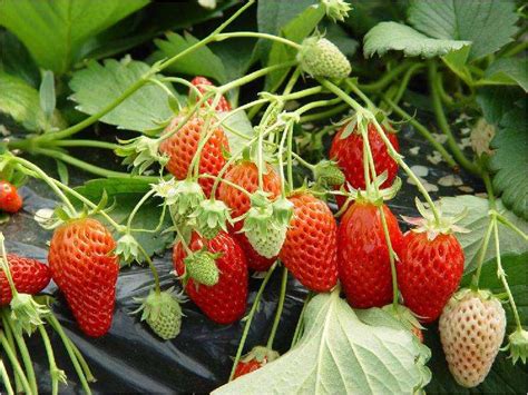 草莓怎么种你知道吗