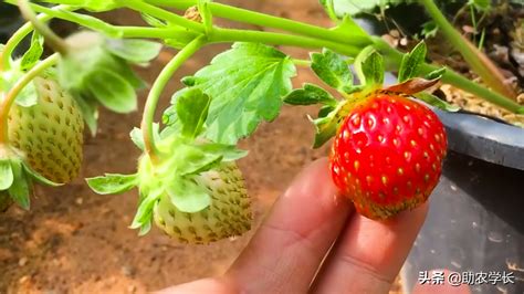 草莓怎么种出来甜