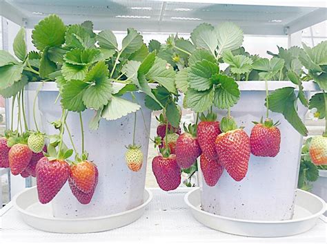 草莓怎么种室内