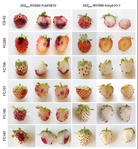 草莓成熟的颜色变化过程