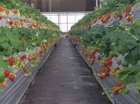 草莓的栽培管理技术
