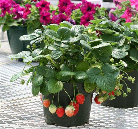草莓盆栽土的配制方法