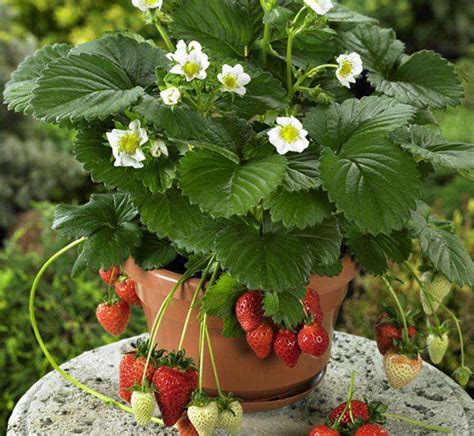 草莓盆栽好养吗