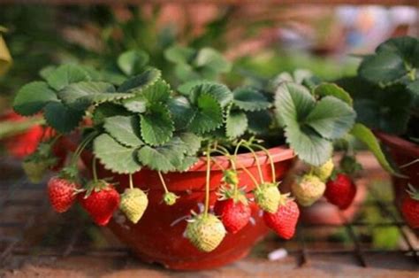 草莓种子多久开花结果