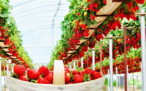 草莓种植业前景如何