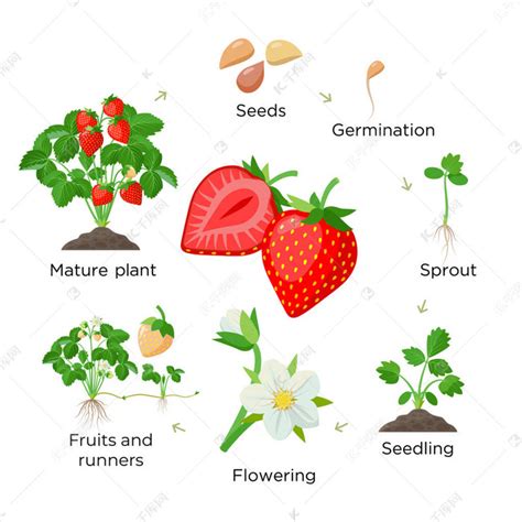 草莓种植各个阶段