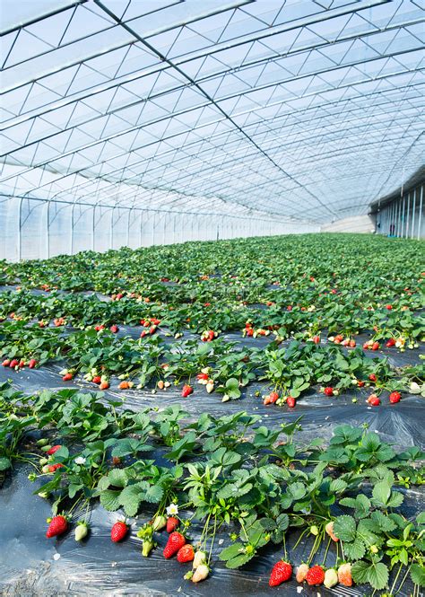 草莓种植基地最大