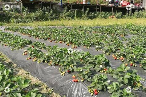 草莓种植技术株距行距是多少露天