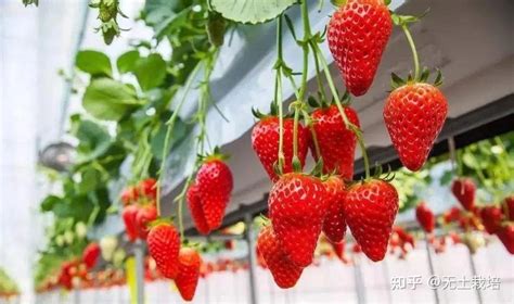 草莓种植技术管理讲解