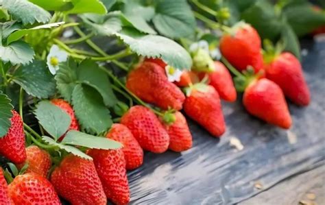 草莓种植效益怎么样