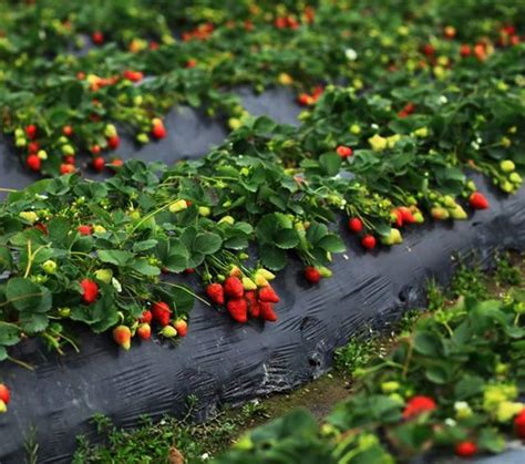 草莓种植需要的肥料