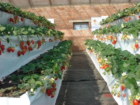 草莓立体的栽培方法