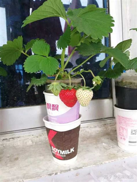 草莓能直接种出来吗