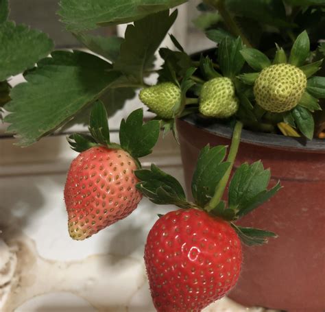 草莓要怎么种才会比较大比较甜