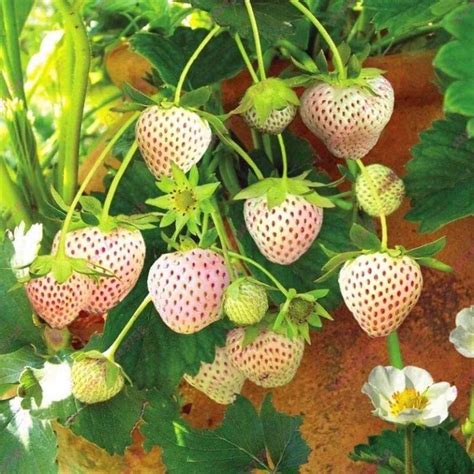 草莓该如何种植才长得好