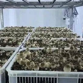 草菇工厂化栽培视频