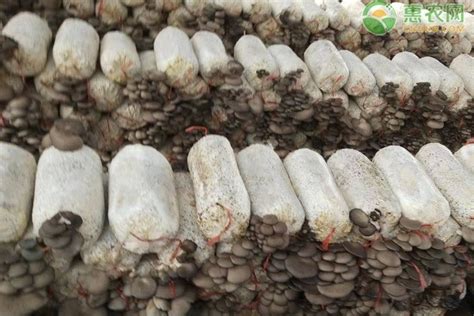 草菇最简单的种植方法