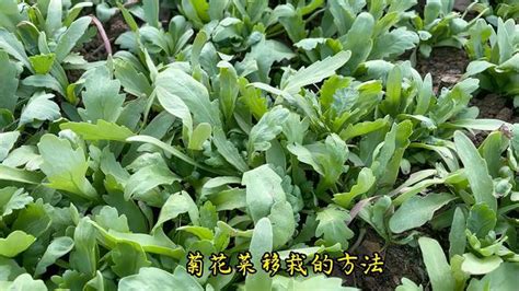 菊花菜播种几天出芽