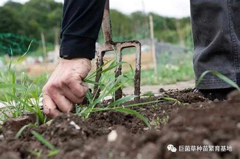 菌草种植技术对中国的意义