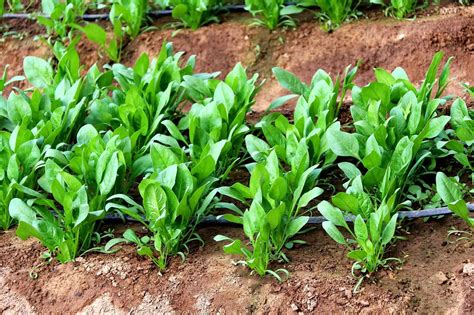 菠菜种植方法怎么播种