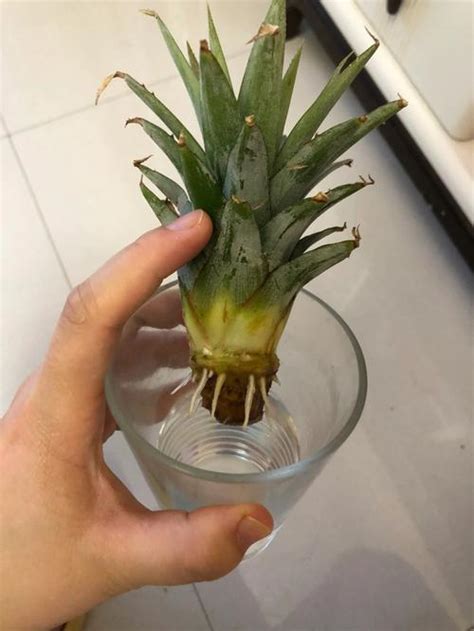 菠萝怎么才能种出来