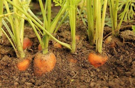 萝卜的种植方法全过程
