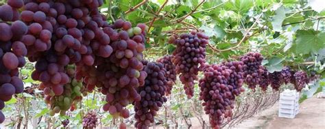 葡萄一般什么时候种植