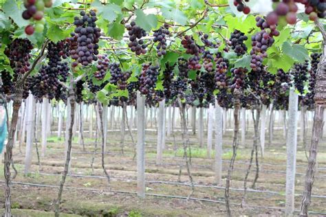 葡萄丰产栽培方法