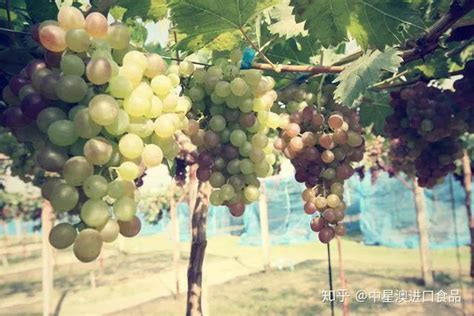 葡萄什么季节适合种植呢
