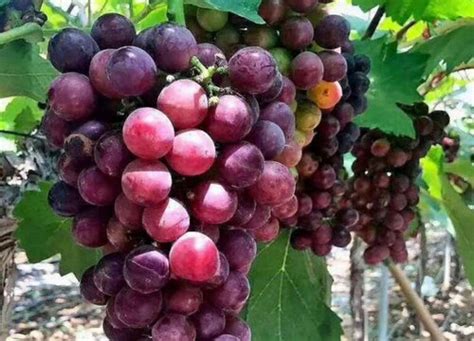 葡萄几月份可以种植