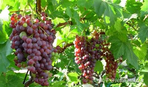 葡萄哪个品种适合北方种植