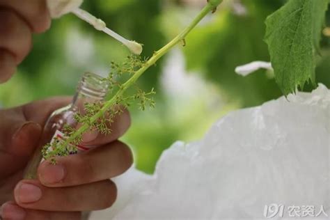 葡萄如何培育成树