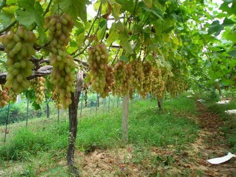 葡萄最新种植方法