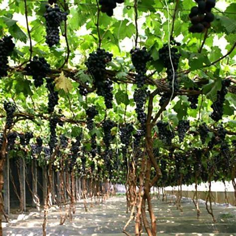 葡萄栽培高效关键技术