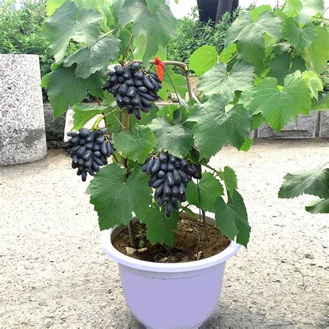 葡萄盆栽用什么土