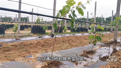 葡萄种植一体化技术
