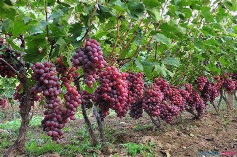 葡萄种植在什么季节最好