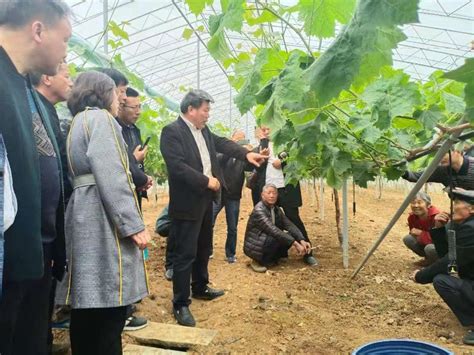 葡萄种植技术培训课程表