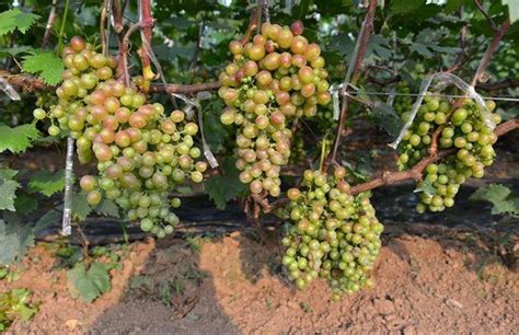 葡萄能在几月种植